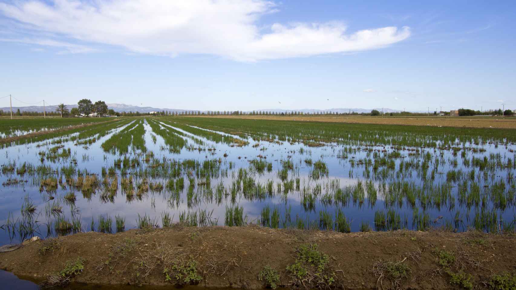 Imagen de archivo de un arrozal