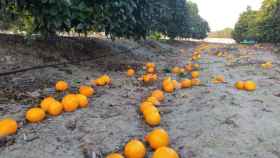 Naranjas caídas al suelo sin recoger por falta de demanda en Alicante.