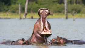 Tres hipopótamos en su hábitat natural