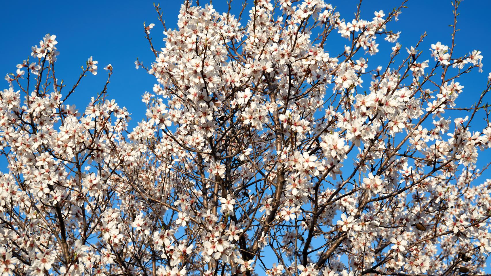 Por qué el almendro es uno de lo árboles que antes florece? Estas son las  rutas para verlo en Alicante