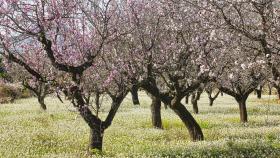 Estas son las rutas más bonitas para ver los almendros en flor de Alicante