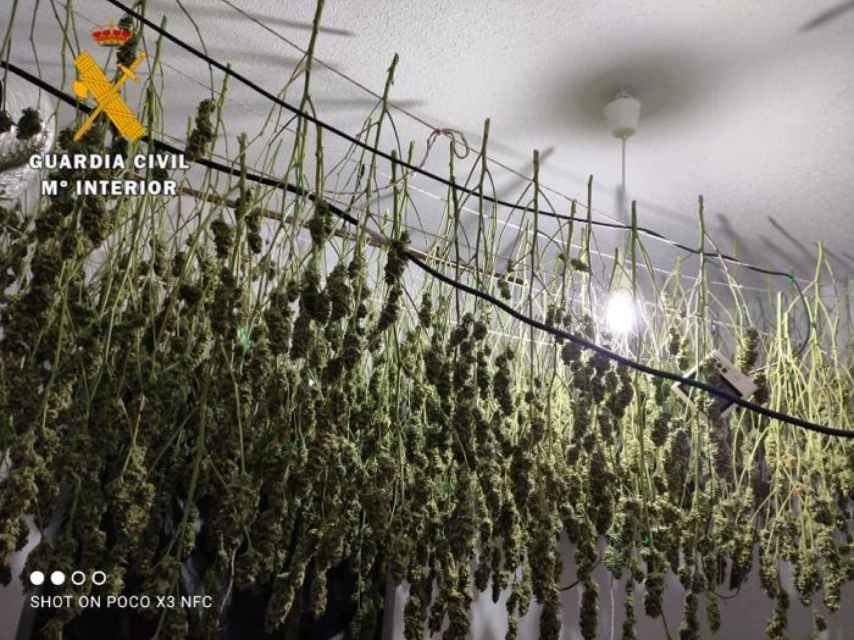 Imagen de la plantación de marihuana en Casavieja facilitada por la Guardia Civil