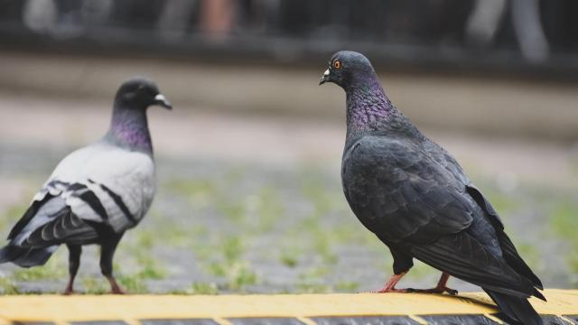 Palomas que, según Pacma, serán exterminadas en León