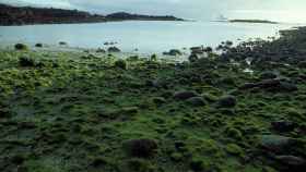 La espirulina es una alga verde.