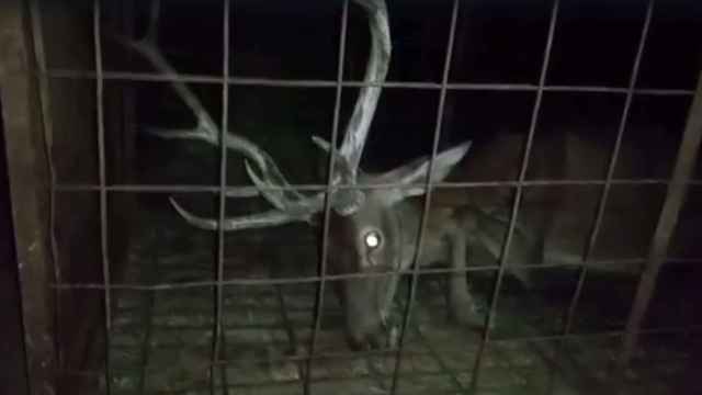Un ciervo agonizando en un jaula en el parque de Monfragüe (Cáceres).