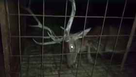 Un ciervo agonizando en un jaula en el parque de Monfragüe (Cáceres).