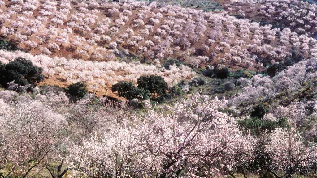 Sendas para disfrutar de los almendros en flor de Málaga: un adelanto de la  primavera