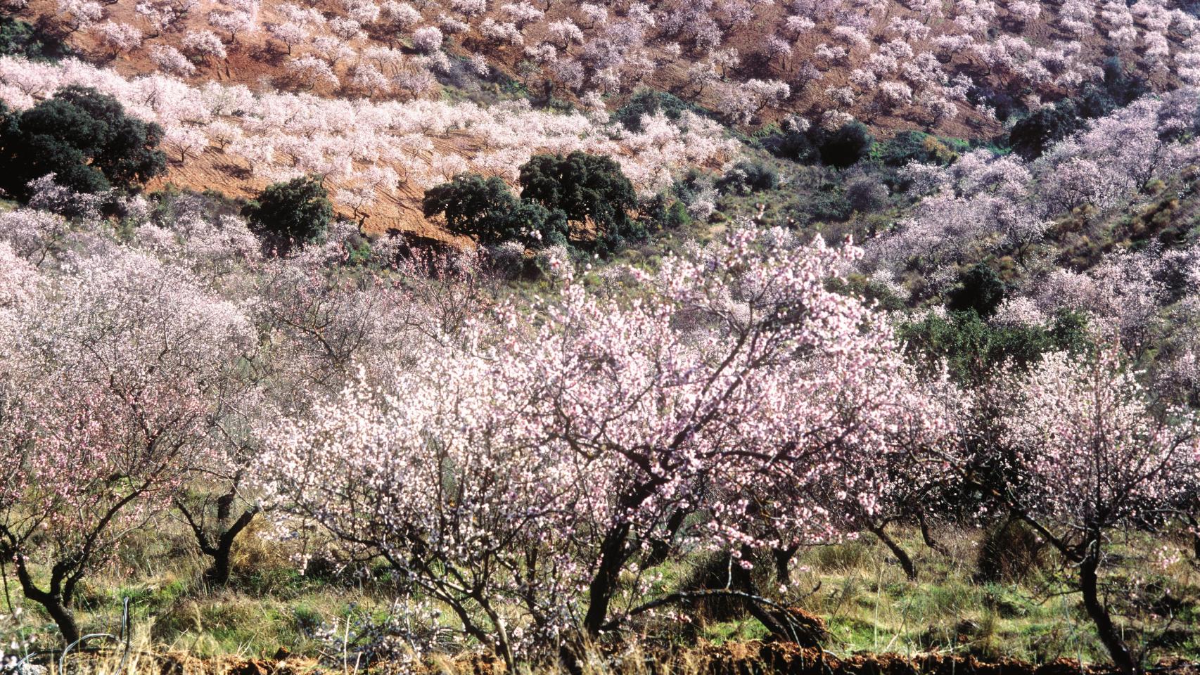Sendas para disfrutar de los almendros en flor de Málaga: un adelanto de la  primavera