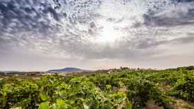Estos son los vinos que más se exportan de Alicante
