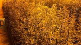 La Guardia Civil descubre 1.200 plantas de marihuana en la provincia de Toledo