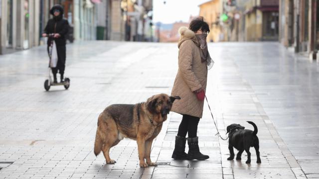 Una viandante junto dos perros