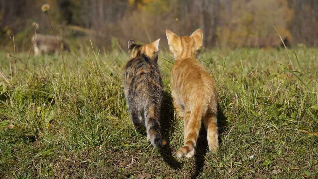 ¿De dónde viene el refrán español 'La curiosidad mató al gato'?