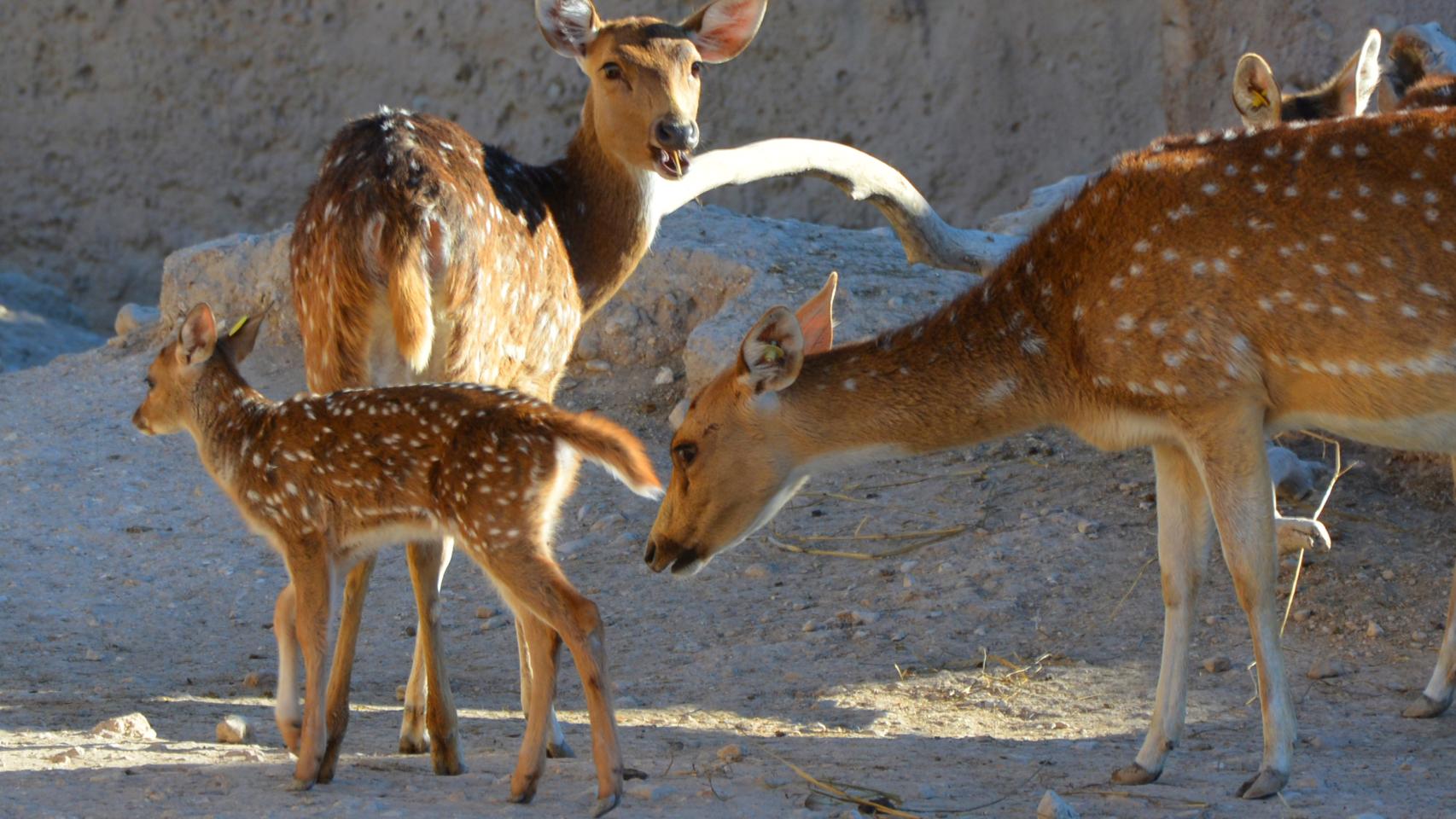 La familia de Terra Natura Benidorm crece.
