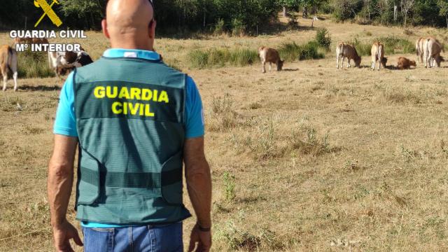 Agente de la Guardia Civil en la explotación ganadera