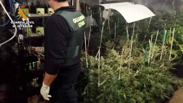 La Guardia Civil encontró 456 plantas de marihuana en esta vivienda en la provincia de Palencia