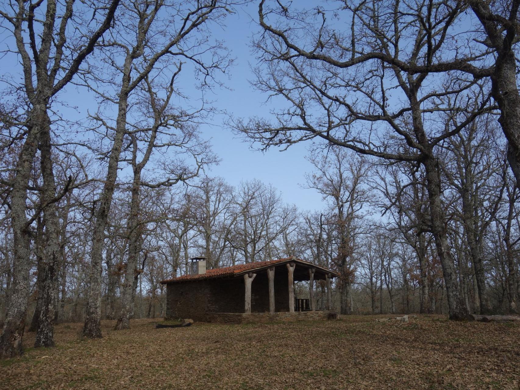 Bosque de robles en Robleda