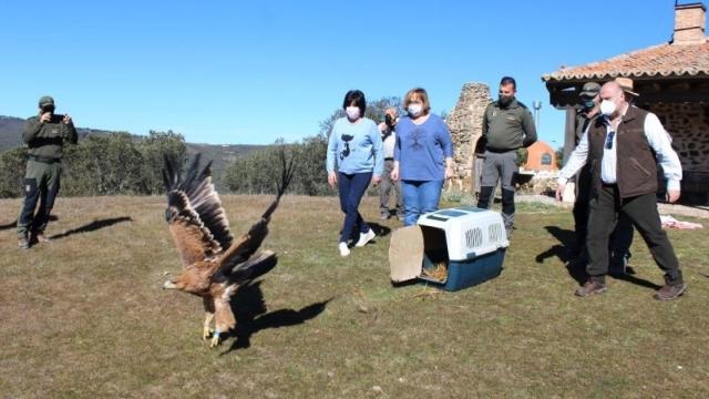 Sueltan en Castellar de Santiago (Ciudad Real) un águila imperial ibérica recuperada en El Chaparrillo