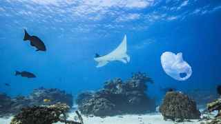 Una manta raya nadando sobre un atolón de arrecife de coral junto a una bolsa de plástico.
