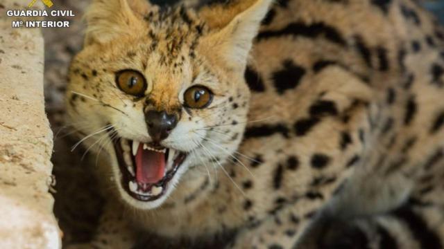 Un ejemplar de serval africano aparece en una parcela de Polop, Alicante.