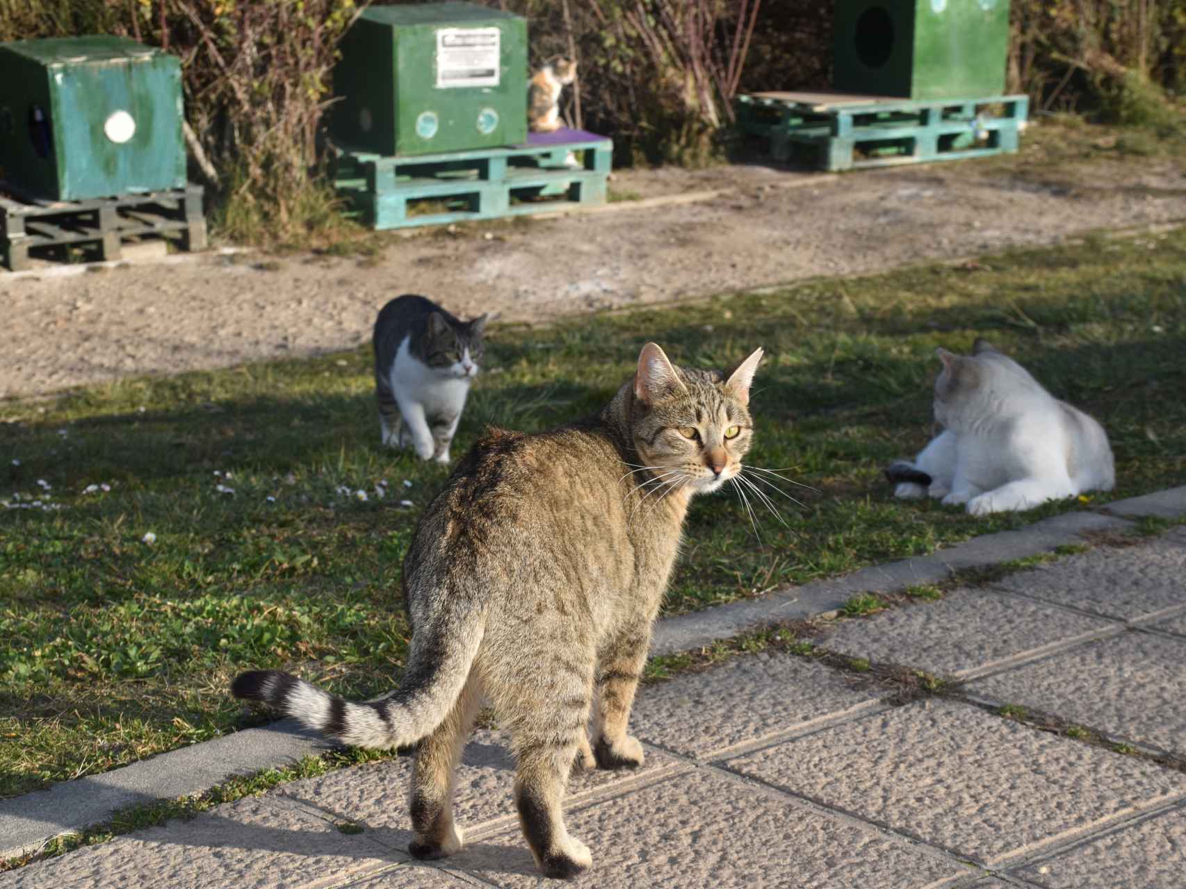 harina abajo Énfasis Valladolid, ciudad de los gatos: 130 colonias felinas que hacen de la calle  su hogar