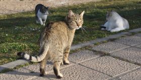 Imagen de archivo de varios gatos callejeros.