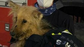 Bomberos de Albacete salvan la vida a un perro atrapado durante varios días en una balsa
