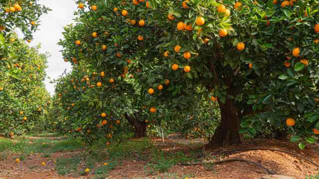La estafa de la 'naranja':  compran de 54 toneladas a través de una empresa 'fantasma' de Alicante