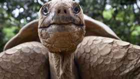 Muchas especies de tortuga gigante de las Galápagos se han extinguido o están de camino a hacerlo.