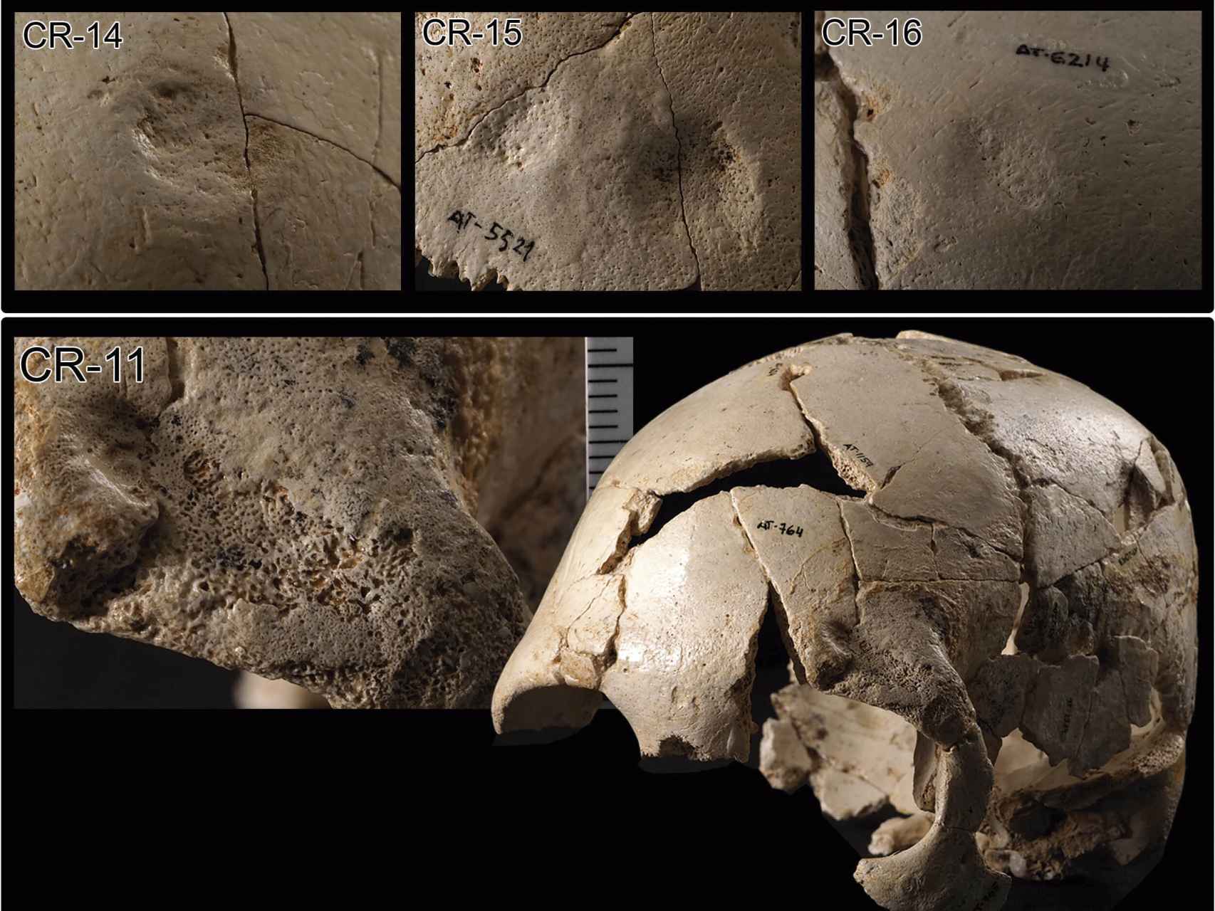 Imagen de uno de los cráneos de la Sima de los Huesos