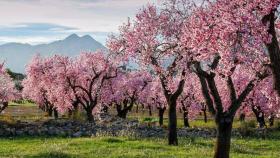 Imagen de archivo de unos almendros florecidos