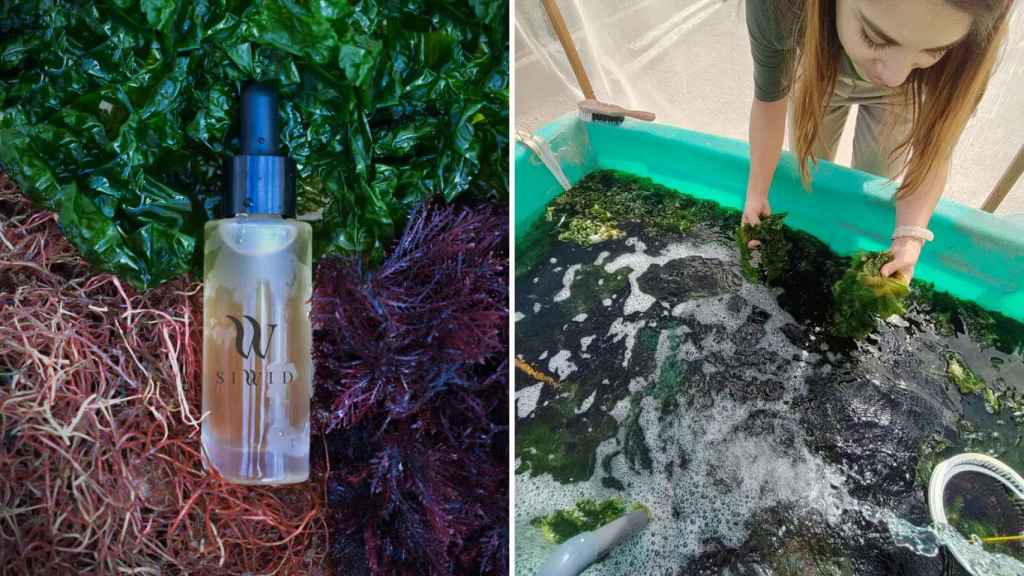 Siwid es el primer sérum que mezcla las propiedades de 3 tipos de algas del Mediterráneo.