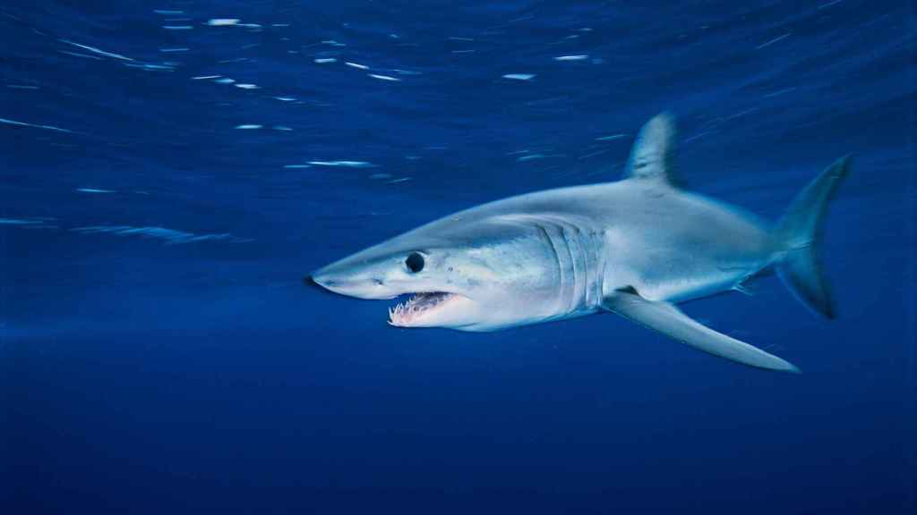 Tiburón marrajo (shortfin mako shark).