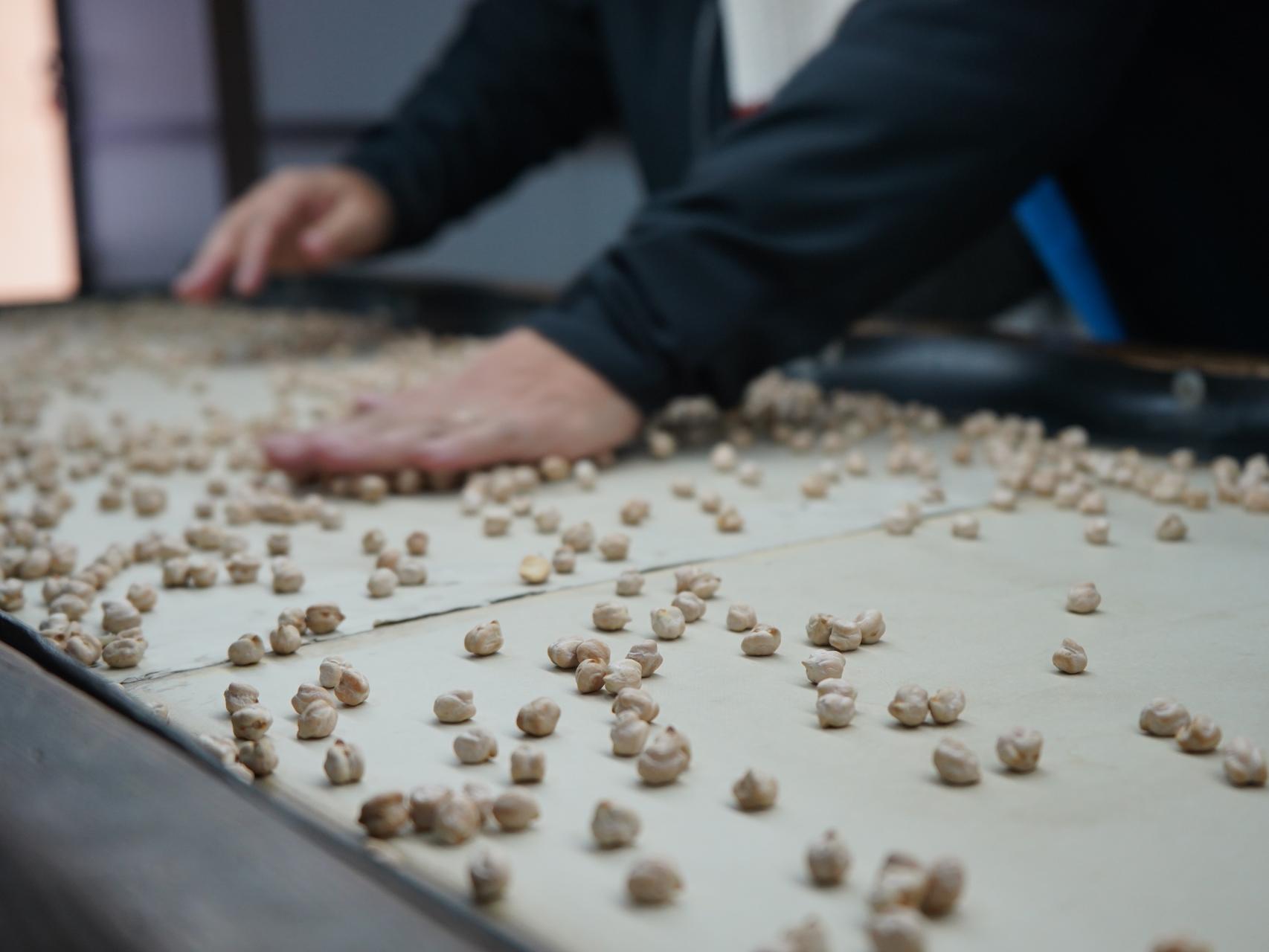 La criba de garbanzos en Valseca