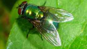 Un ejemplar de mosca verde.