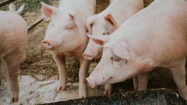 Un grupo de cerdos en una granja de Castilla y León