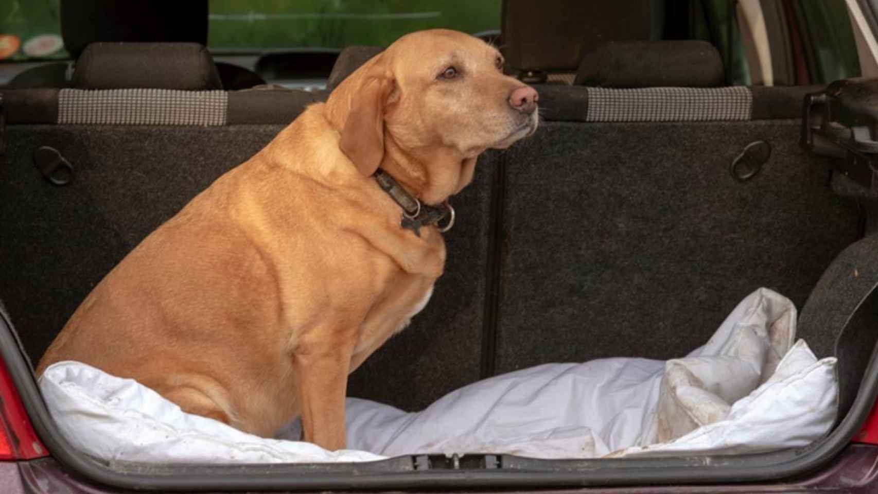 Un perro en el maletero de un vehículo.