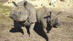 Susto y mami, dos ejemplares de rinoceronte indio en Terra Natura Benidorm.