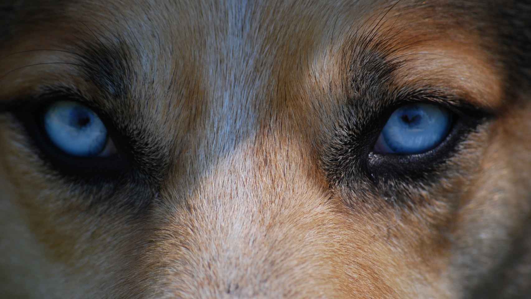 Garantizar Afirmar Caballero Glaucoma en perros : Síntomas, causas y tratamiento