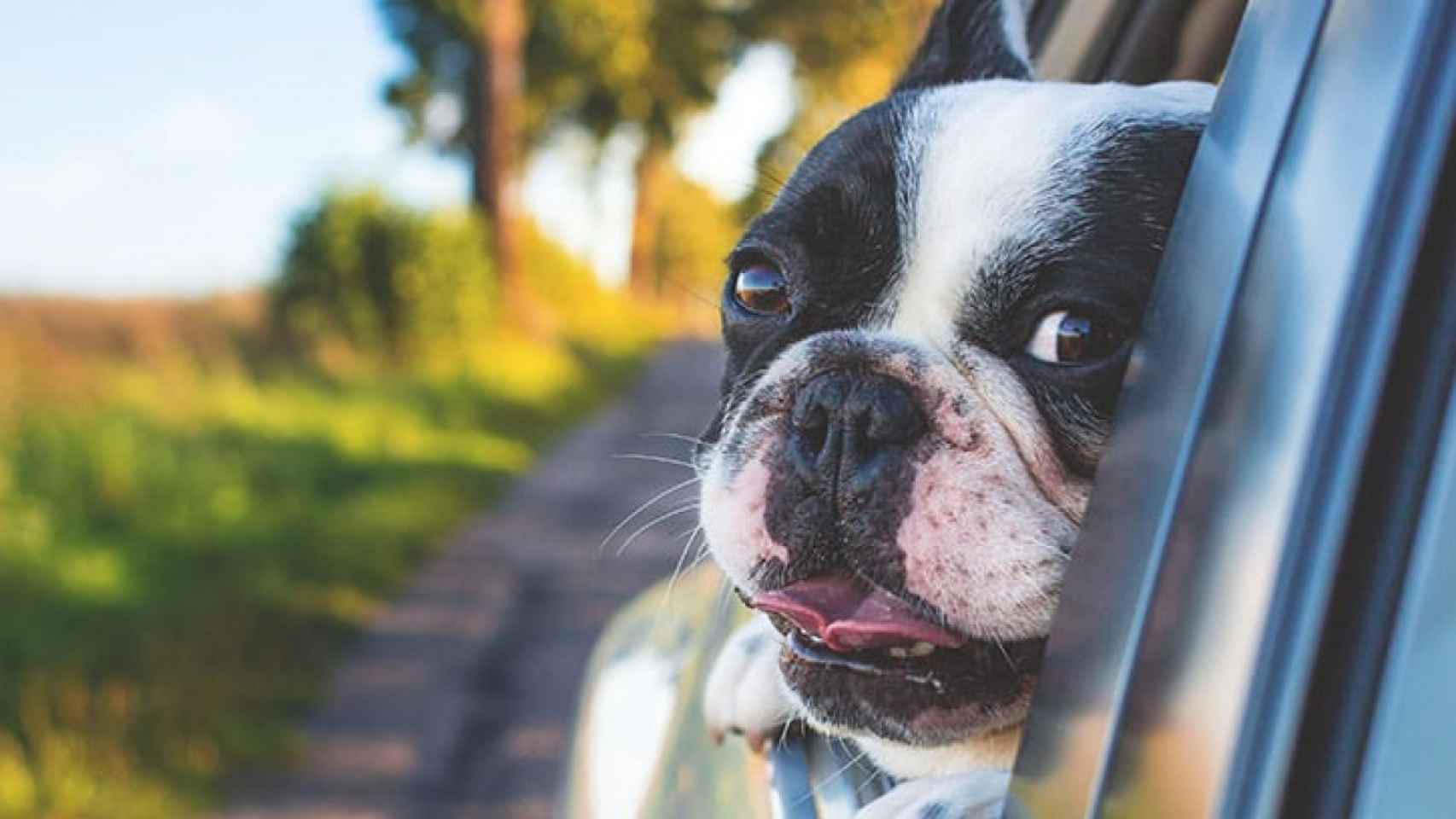 Un perro sacando la cabeza desde la ventanilla de un vehículo.