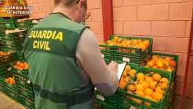La Guardia Civil confisca 20 toneladas de naranjas contaminadas con clorpirifos.