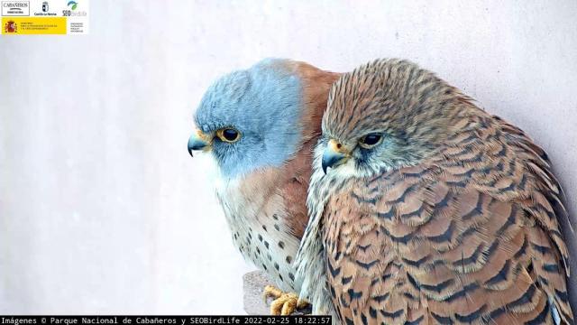 Crías de cernícalo primilla filmadas por la webcam.