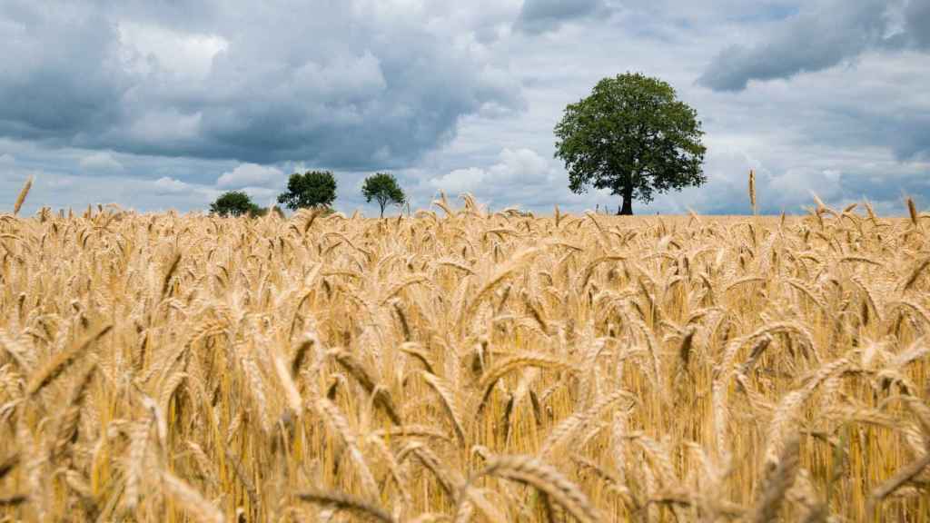 La invasión rusa en Ucrania compromete el abastecimiento del cereal y tensiona a la industria agroalimentaria mundial.