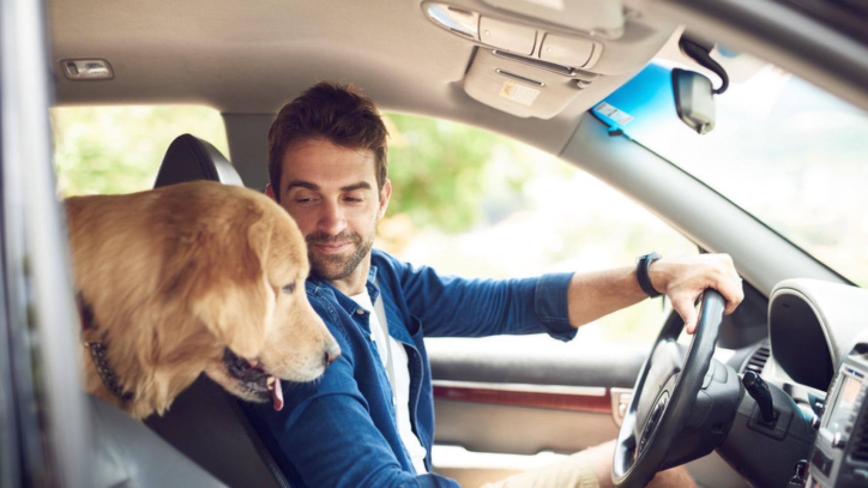 Los 10 consejos para viajar con tu perro en coche según la DGT