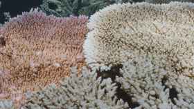 Coral decolorado por el calentamiento de las aguas en la Gran Barrera de Arrecifes de Australia.