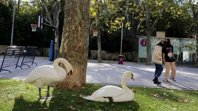 Dos cisnes del Campo Grande descansan en el paseo de Recoletos