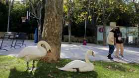 Dos cisnes del Campo Grande descansan en el paseo de Recoletos