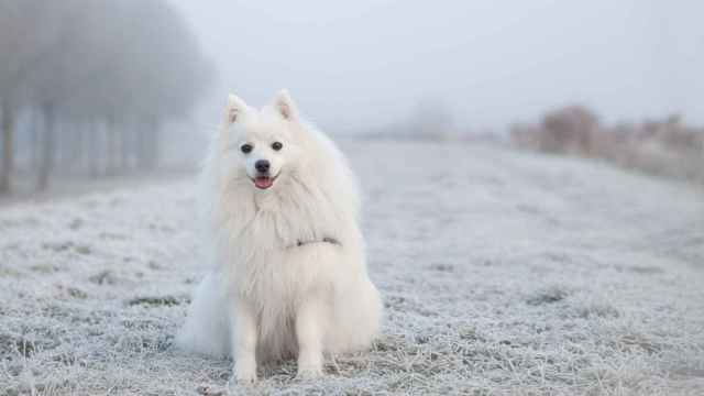Resfriado en perros: 5 remedios naturales para aliviarlo