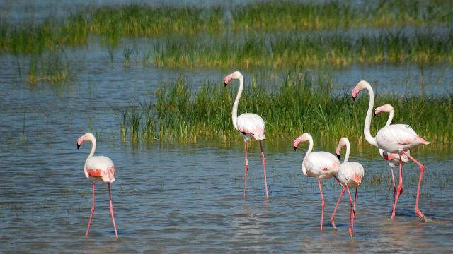 Marismas de Doñana.