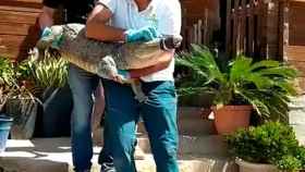 Hallan pitones, caimanes y galápagos en un zoo ilegal con 400 especies exóticas en Gran Canaria