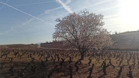 Una de las zonas donde podrán beneficiarse de estas ayudas es El Bierzo